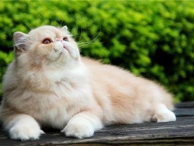 波斯猫养育的人数逐渐减少（探究波斯猫饲养人数下降的原因及其价格趋势）