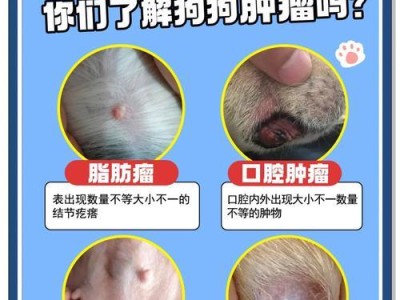 狗的癌症晚期症状大揭秘！（了解狗的癌症晚期症状，保护你的宠物健康。）