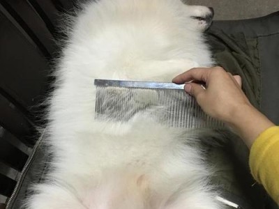 剃毛前要注意的幼犬护理知识（如何正确给幼犬剃毛）