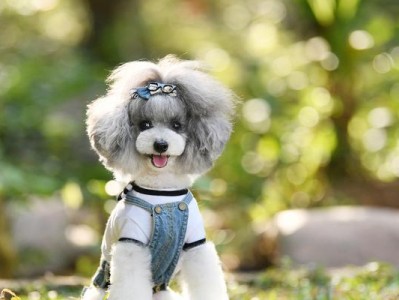 老年泰迪犬易得的常见疾病及预防措施（泰迪犬老年期需重视的健康问题与护理技巧）