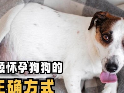 狗狗怀孕多久就生了孩子？（揭开狗狗孕期的神秘面纱，了解生育周期）