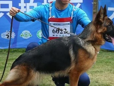 德国牧羊犬的价格分析（赛级德牧的价格是多少钱一条？）