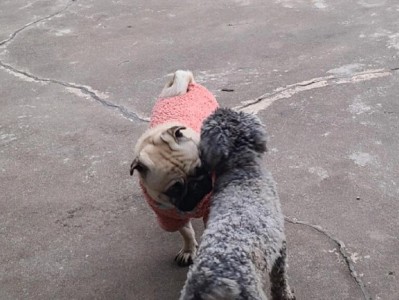 灰色泰迪犬的高昂价格，原因何在？（揭秘灰色泰迪犬价格的背后原因，解析市场需求与独特特征）