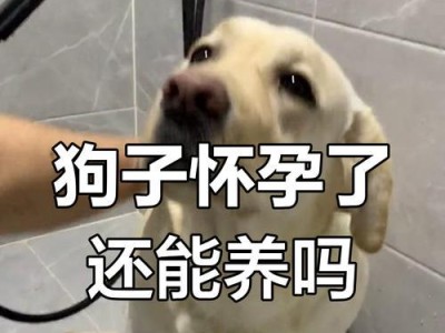 狗的孕育间隔及再次怀孕时间探究（了解狗的繁殖周期与恢复间隔，为宠物养殖提供指导）