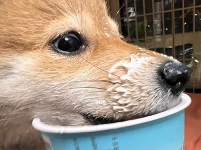 狗狗幼犬时期饮食需要注意，不是所有的酸奶都可以喂食（小狗可以喝酸奶吗？了解幼犬饮食的关键）