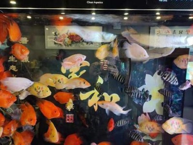 观赏鱼是否需要加温？（加热管对观赏鱼的必要性探讨）