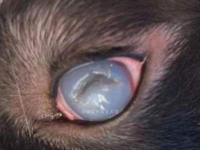 狗角膜溃疡修复时间（狗角膜溃疡修复需要多久恢复正常视力？（）