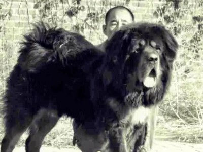藏獒（揭秘藏獒的生活习性与特点）