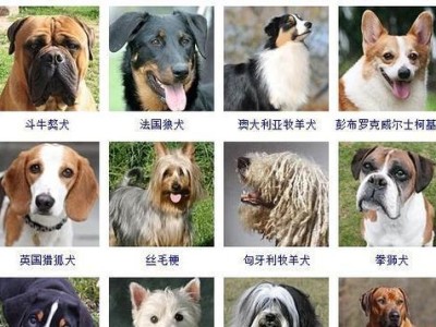 买狗市场指南（了解狗市场，为宠物狗的购买做好准备）