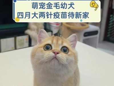 金毛四月龄的正常体重是多少？（宠物金毛的生长发育及体重标准）