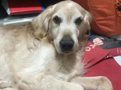 老年狗狗易患疾病（老龄化是关键，关爱需加倍）