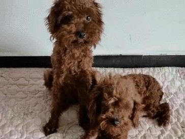 以泰迪除了吃狗粮还能喂什么？（泰迪宠物的饮食品种多样，除了狗粮还有哪些选择？）