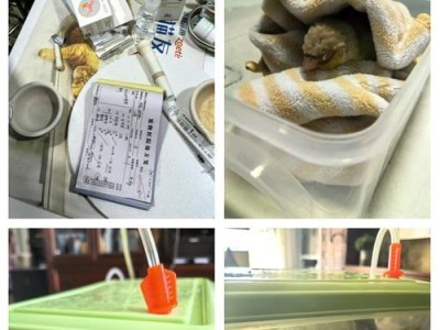 鹦鹉骨折外固定的持续时间（为了鹦鹉的康复，外固定时间是关键）