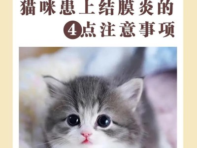 猫咪生产后的注意事项（为了宠物猫咪的健康和安全，我们应该注意以下事项）