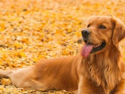 养一只金毛犬一个月的花销有多少？（金毛犬的喂养和护理需要多少费用？）