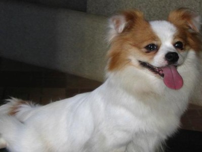 蝴蝶犬怀孕的迹象与变化（了解蝴蝶犬怀孕的征兆和身体变化，让爱宠的孕期更健康快乐）