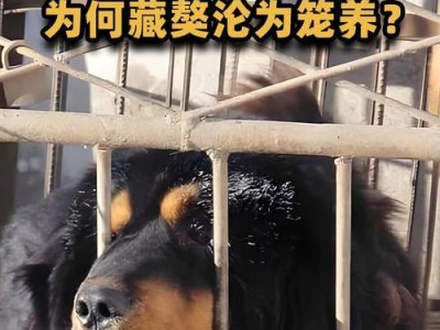 深入解析藏獒咬人原因（为什么藏獒会咬人？如何预防和处理咬人行为）