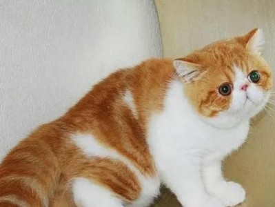 探秘加菲猫的品种世界（了解加菲猫的多样性和特点）