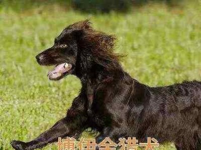 布鲁塞尔粗毛猎犬的饲养方法（了解品种特点，做好饲养准备）