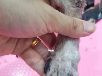 如何正确地为狗狗剪指甲（选择合适的指甲剪是关键）