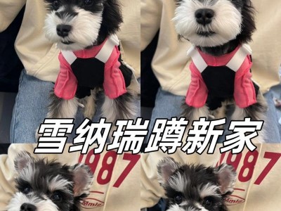 两个月小狗的饲养与培育（从零开始，让你的小狗健康快乐成长）