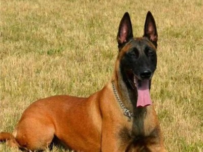 以马犬闪电的血统及特点（探寻闪电的祖先与品种特征）