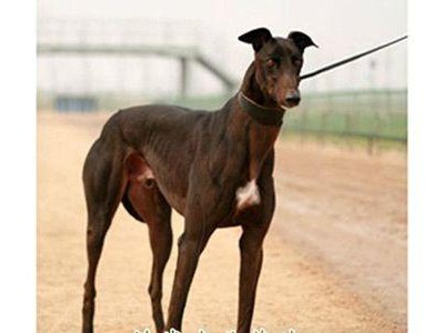 灵缇犬饲养指南（让你的灵缇犬健康成长）