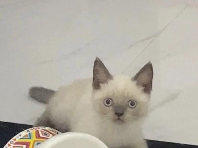 重点色短毛猫的饲养方法（让你的爱猫健康快乐）
