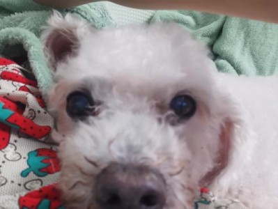 泰迪的月经周期及相关注意事项（泰迪月经周期长短不一，了解如何照顾它们的健康）