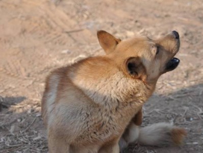 探寻世界著名大型犬的魅力（了解这12种著名大型犬，让你彻底了解犬界的顶级巨星）