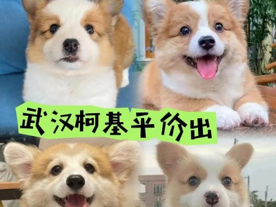 柯基犬的价格及购买注意事项（了解柯基犬价格和购买前要知道的事项）