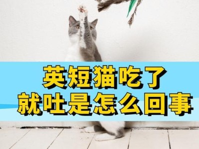 以英短猫能喂什么水果吃？（了解英短猫适宜食用的水果种类及注意事项）