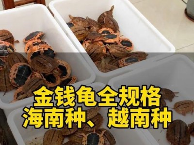 金钱龟的繁殖方式揭秘（通过金钱龟的卵产出进行繁衍，）