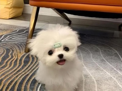 以马尔济斯犬（探寻以马尔济斯犬的颜色特征与变异）