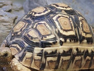 以豹斑脂鲶为宠物的饲养方法（养鱼需谨慎，这些小细节你必须知道！）
