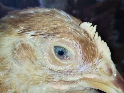 狗狗鼻炎的症状及处理方法（宠物犬鼻炎症状详解，如何有效处理？）