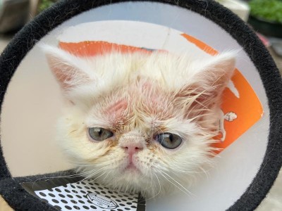 如何处理猫得了猫癣问题（宠物医院的费用和其他解决方案）