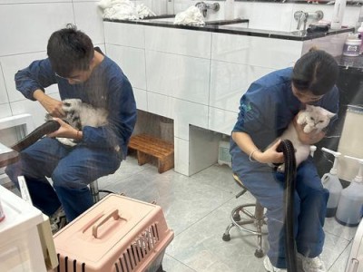 小猫剃毛后需要多久才能长出来？（探究小猫剃毛后毛发生长的周期及影响因素）