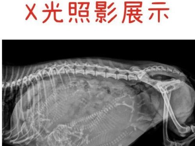 母猫配种前的注意事项（确保母猫的健康和安全）