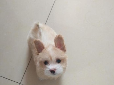 耳朵耷拉着的幼犬品种解析（探究幼犬耳朵耷拉着的原因与特点）