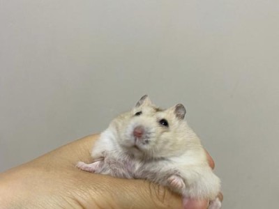 布丁属于什么仓鼠？（探索布丁属于什么类型的仓鼠以及其特征和习性）