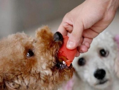 泰迪犬不同年龄阶段的喂养方式（关注营养需求，定制个性化饮食）