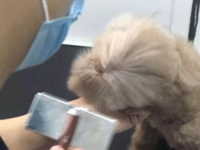 如何正确挤压泰迪狗狗肛门腺（肛门腺挤压的步骤、频率和注意事项）