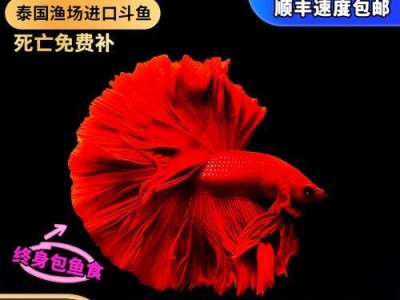 白色斗鱼的饮食习惯与养护（探寻白色斗鱼饲养之道，以及饲料选择与养护技巧）