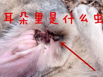 幼犬耳朵湿是什么原因？（探究导致幼犬耳朵湿的主要原因及解决方法）