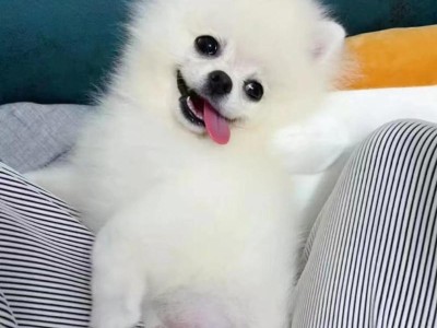 运动对狗的好处——让狗狗健康快乐（运动让狗狗远离疾病，增强亲子关系，提升幸福指数）