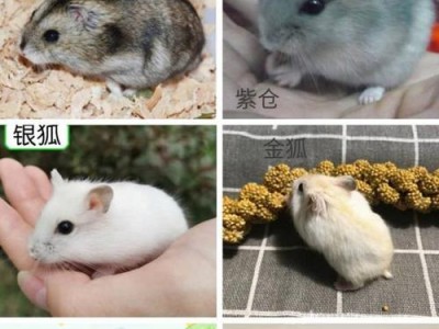 仓鼠（养仓鼠的费用及注意事项）