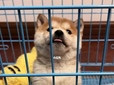 如何正确挑选纯种柴犬（柴犬幼崽价格及挑选要点）
