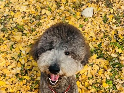 贵宾犬驱虫的重要性与频率选择（了解贵宾犬驱虫的时间间隔，宠物健康有保障）
