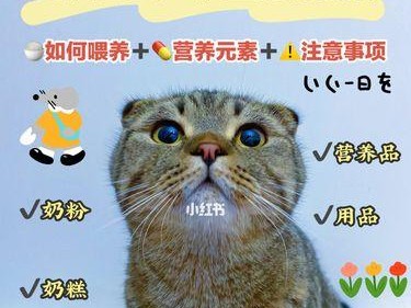 幼猫牙齿发育缓慢的饮食需求（照顾幼猫牙齿成长的关键是什么？）